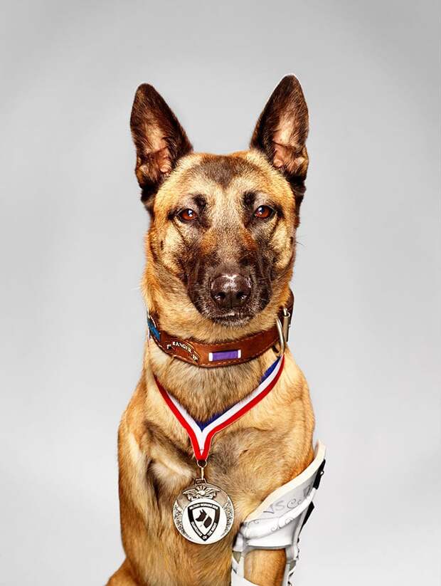 Layka The Hero Military Dog. Despite Getting Shot 4 Times By An AK-47 At Point Blank Range, She Still Attacked And Subdued The Insurgent Who Was Attacking Her Handler She Survived A 7 Hour Surgery And Was Recently Awarded A Metal For Her Heroism