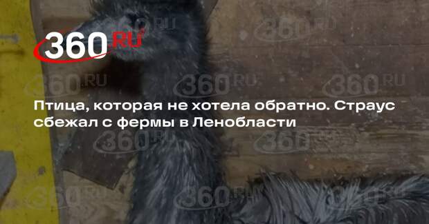 Страус сбежал с частной фермы в Ленинградской области