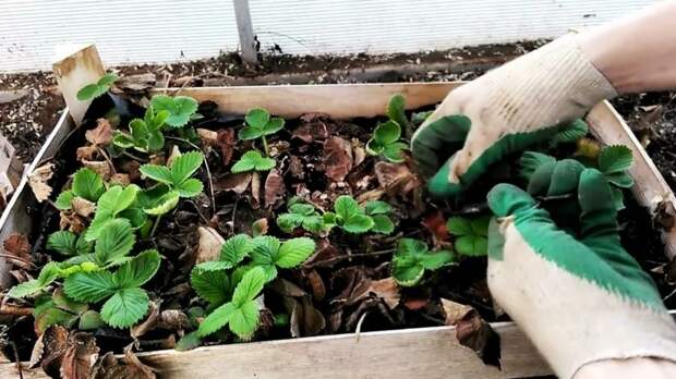 Весенний уход за клубникой: 6 шагов за 20 минут