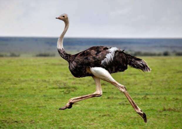 Если страус пугается - он бежит. /Фото: rus-zona.net