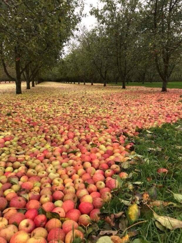 Ураган «Офелия» помог собрать урожай в яблоневом саду (4 фото)