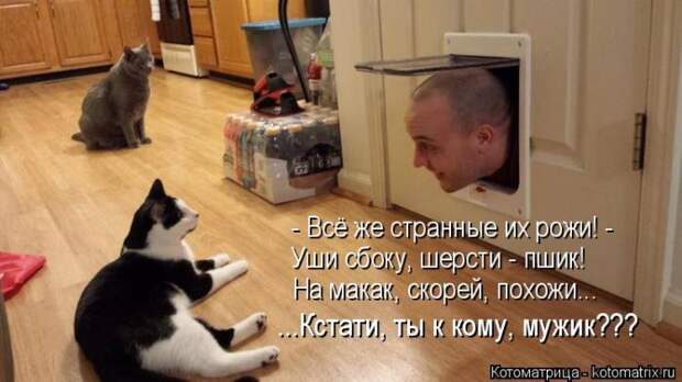Забавные котоматрицы