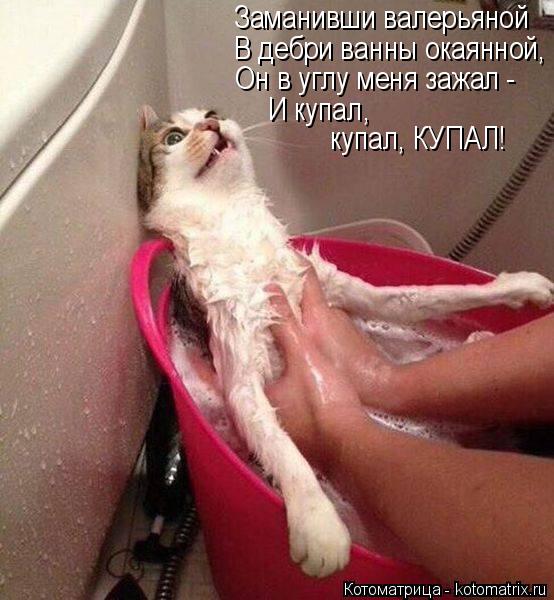 Котоматрица: Заманивши валерьяной В дебри ванны окаянной, Он в углу меня зажал -  И купал, купал, КУПАЛ!