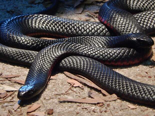 Всего на материке обитают 100 ядовитых змей австралия, змея