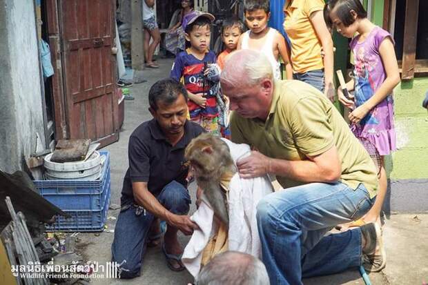 Спасение обезьянки в Таиланде