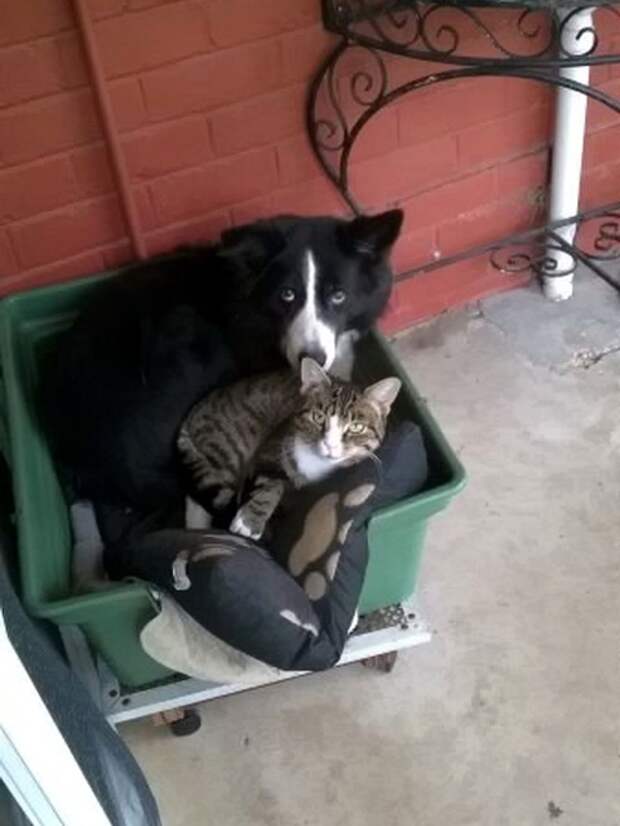 Кот и пёс  кот, кошка, пёс, собака