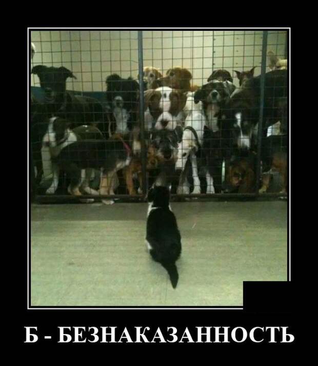 Демотиватор про кота и собак