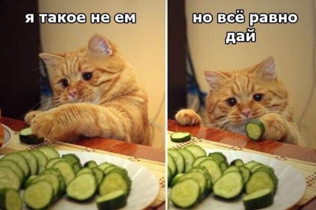 Прикольные фотомемы (26 шт)