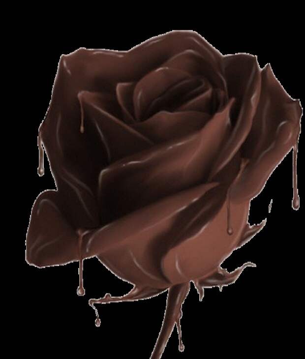 1313672970_chocolate_rose.86193223 (500x589, 264Kb)