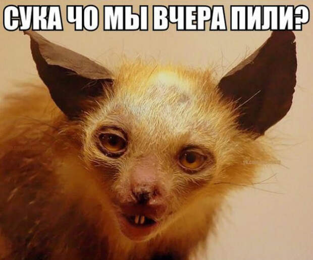Смешные картинки с надписями картинки, надписи, позитив, юмор