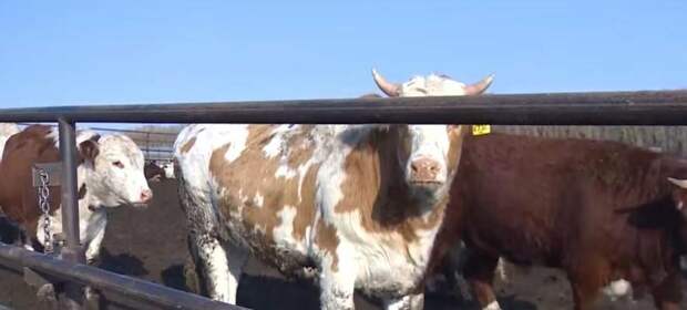 В Казахстане падает спрос на говядину на фоне роста цен