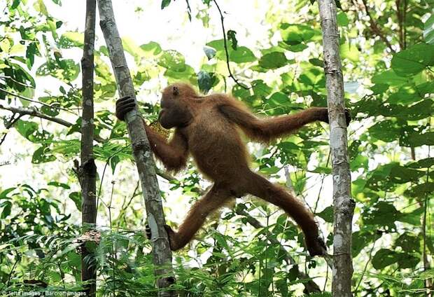 Пальмовые плантации наступают: орангутанам пришлось искать новый дом Пальмовое масло, Суматра, защита животных, зоозащитники, индонезия, орангутан, орангутаны, плантация