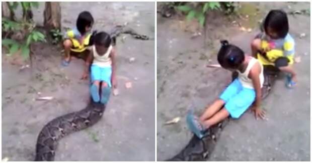 Маленькие девочки прокатились на большом сетчатом питоне в мире, видео, дети, змея, индонезия, шок
