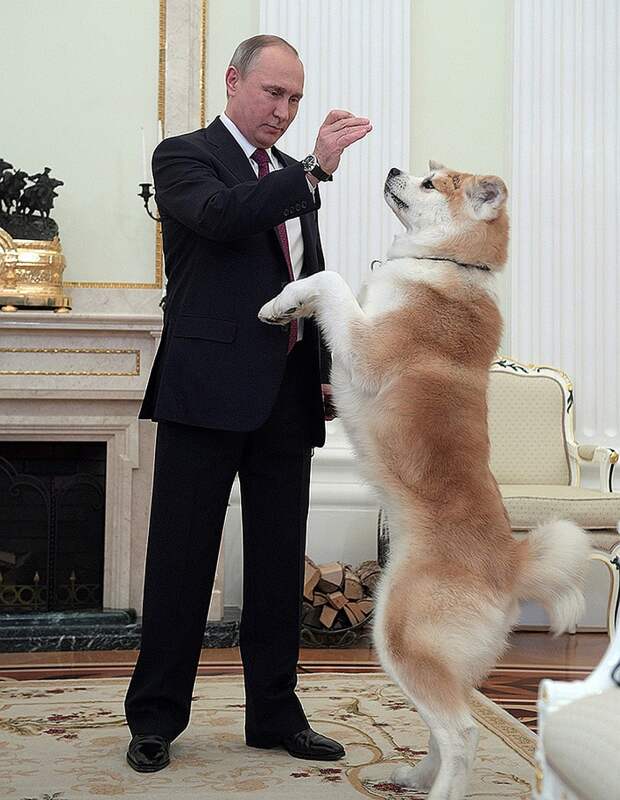 Подарок японского премьера - собака породы акита-ину по кличке Юмэ Фото: REUTERS