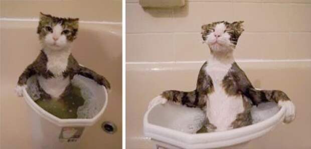 Неправильные коты  вода, кот