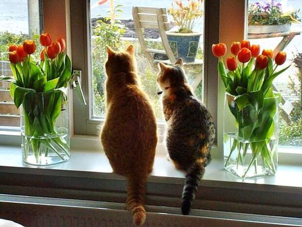 Коты, смотрящие в окно коты, окно, фотографии