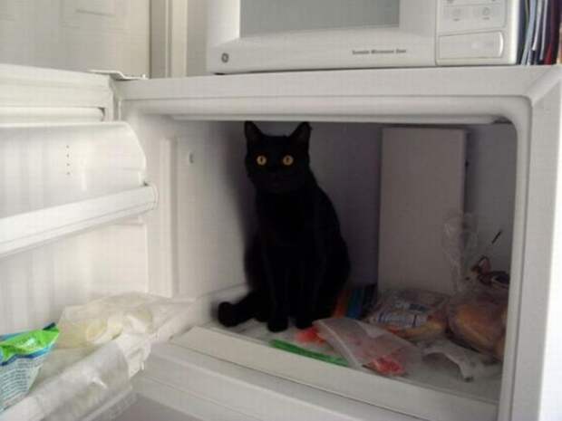смешные кошки коты, кошки странные места поспать, коты неподходящие места прилечь, кошки выбирают место