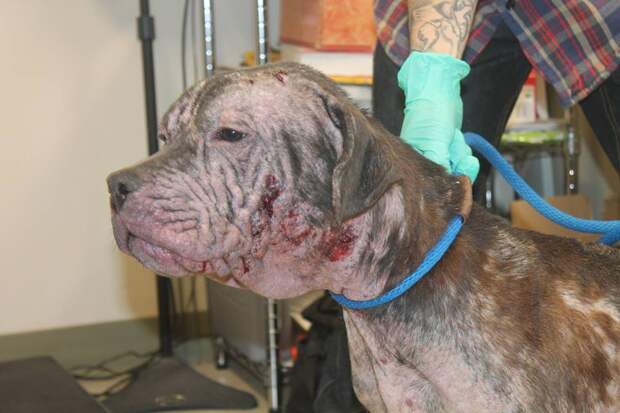 hairless-dog-1