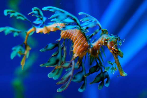 Лиственный морской дракон животные, необыкновенные создания, необычно, познавательно, странно, странные виды, удивительно, чудеса природы