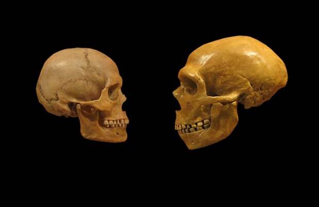Люди принесли из Африки болезни — и заразили неандертальцев