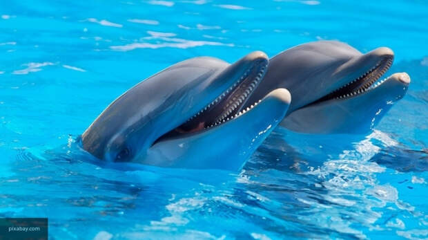 На спасение дельфинов в Черном море потратят 2,5 миллиона рублей