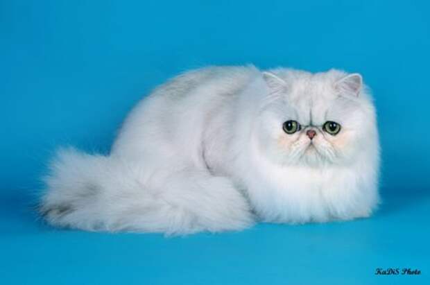Питомники экзотических. Чемпион CFA Персидская порода кошек. Почему у одних персидских шиншил глаза жёлтые, а у других синие?.