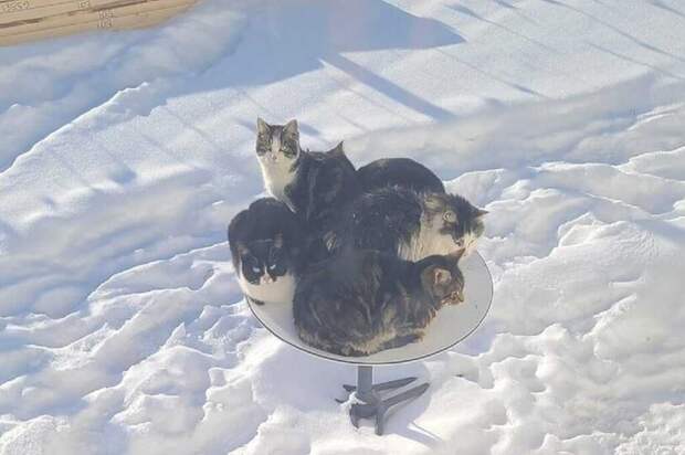 В Канаде уличные коты облюбовали спутниковую тарелку Starlink и греются на ней в холодные дни
