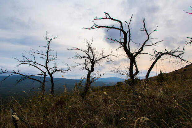 На фото: мёртвый лес на горе Агармыш.