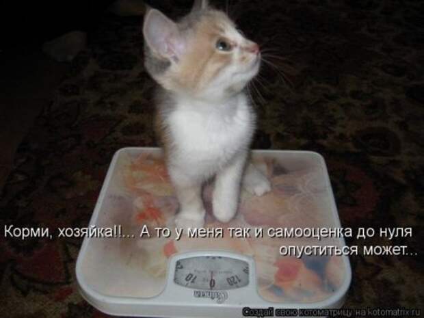 Веселая котоматрица за неделю (28 шт)