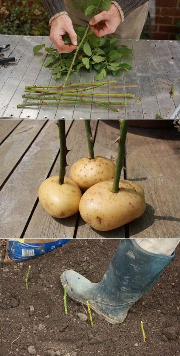 картофель для выращивания роз