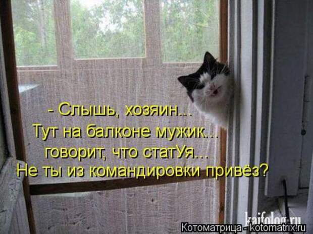 Котоматрицы (картинки с надписями)