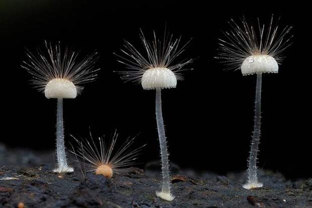 экзотические грибы, необычные грибы