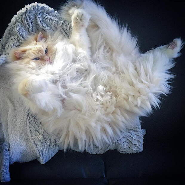 Невероятный кот, который утопает в собственной шерсти