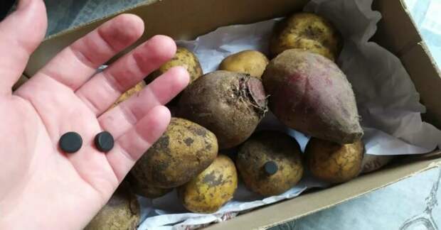 Как хранить картофель в квартире, чтобы он оставался свежим до весны