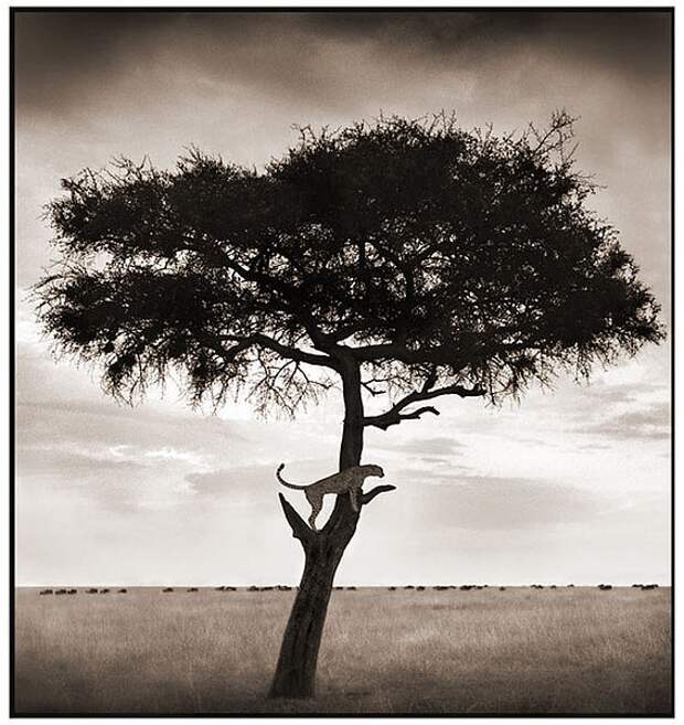 фотографии африки. Nick Brandt