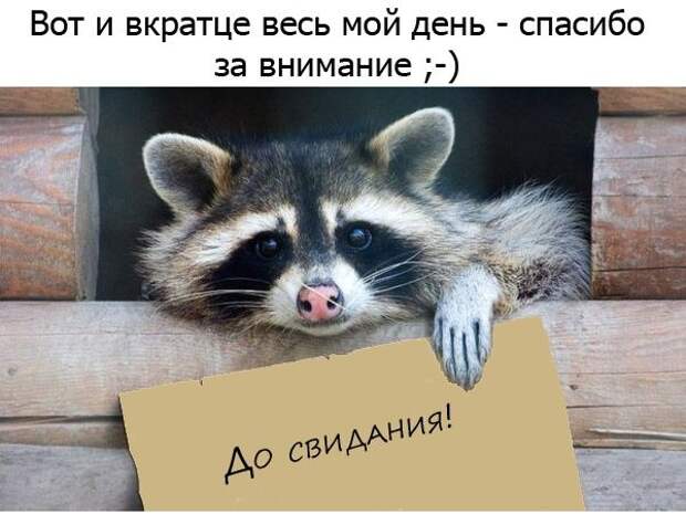 Один день из жизни енота, рассказанный самим енотом один день из жизни енота, день енота, рассказывает енот, как проводит день енот