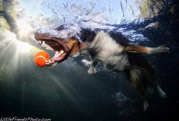 Фотосъемки и фотосеты - Подводные портреты собак от Сета Кастила