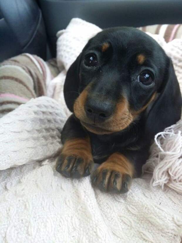 And This Puppy-dog-eyed Sweetie And This Puppy-dog-eyed Sweetie