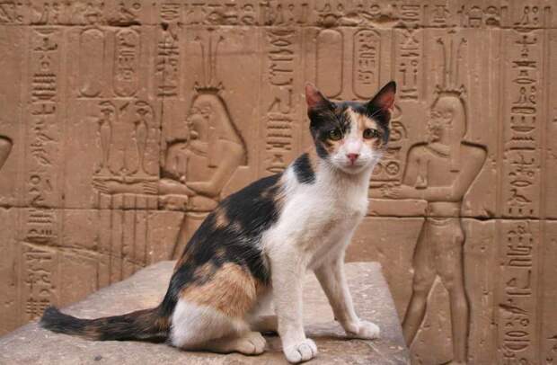Почему в Древнем Египте так любили и почитали кошек?