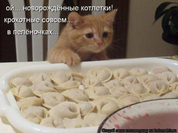 Котоматрицы(картинки с надписями)