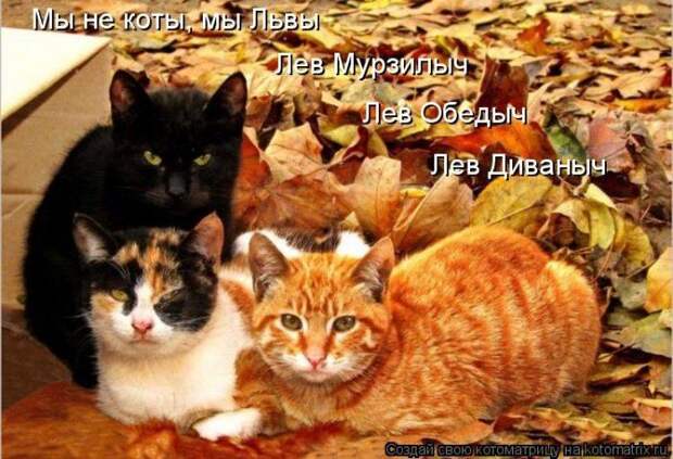 Котоматрицы :)
