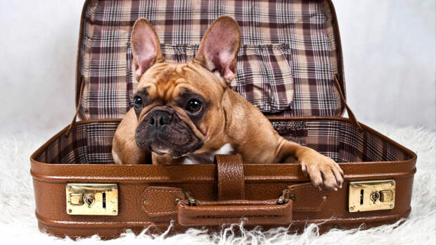 Ошибаются даже опытные хозяева: самые главные просчеты в путешествии с собакой