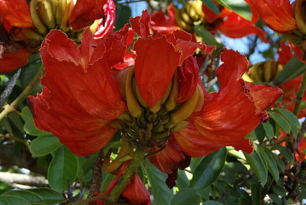 Африканское тюльпанное дерево