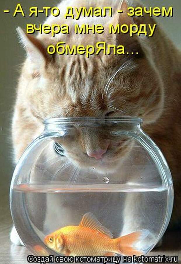 Котоматрицы (картинки с надписями)