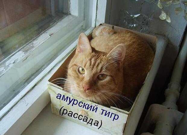 Рассада сильной и независимой женщины) Рассада сильной и независимой женщины) жизненно, прикол, рассада