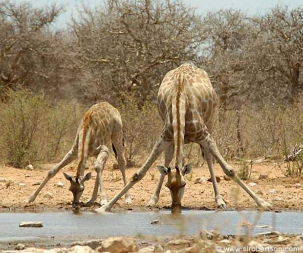 MiniMe15 Ударная доза мимимишности: зверята и их увеличенные копии