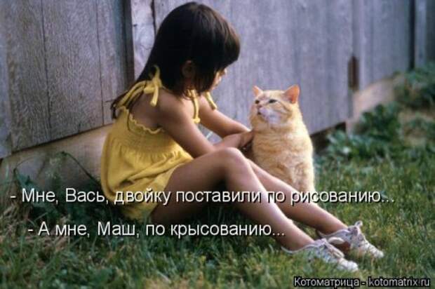 Лучшая котоматрица за неделю (32 фото)
