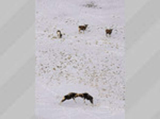 Бараны аргали / Фото: Алексей Кужлеков