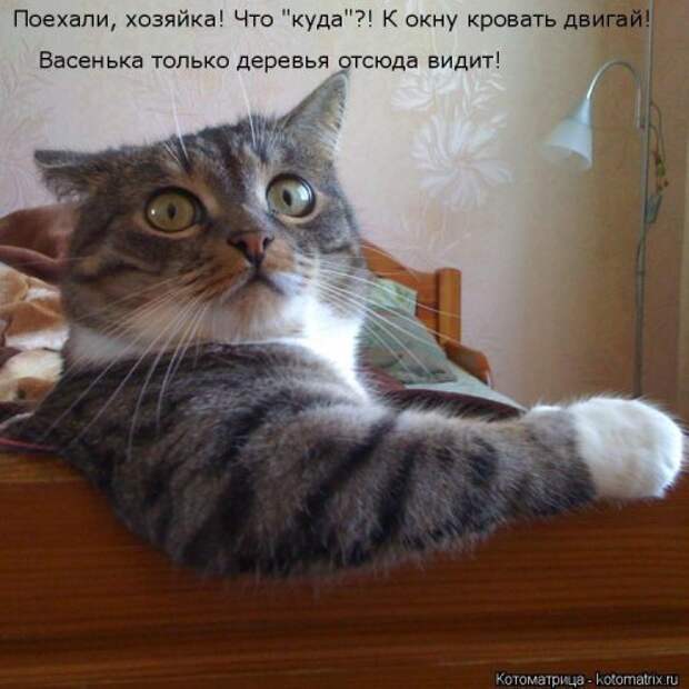 Лучшая котоматрица недели (38 фото)