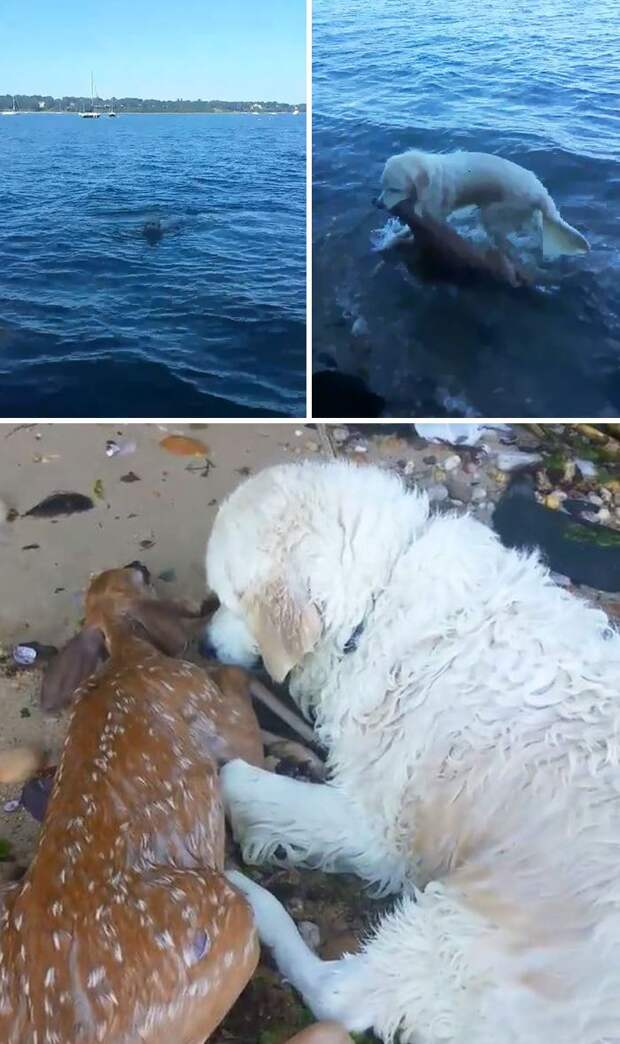 Dog Named Storm Saved An Injured Baby Deer From Drowning